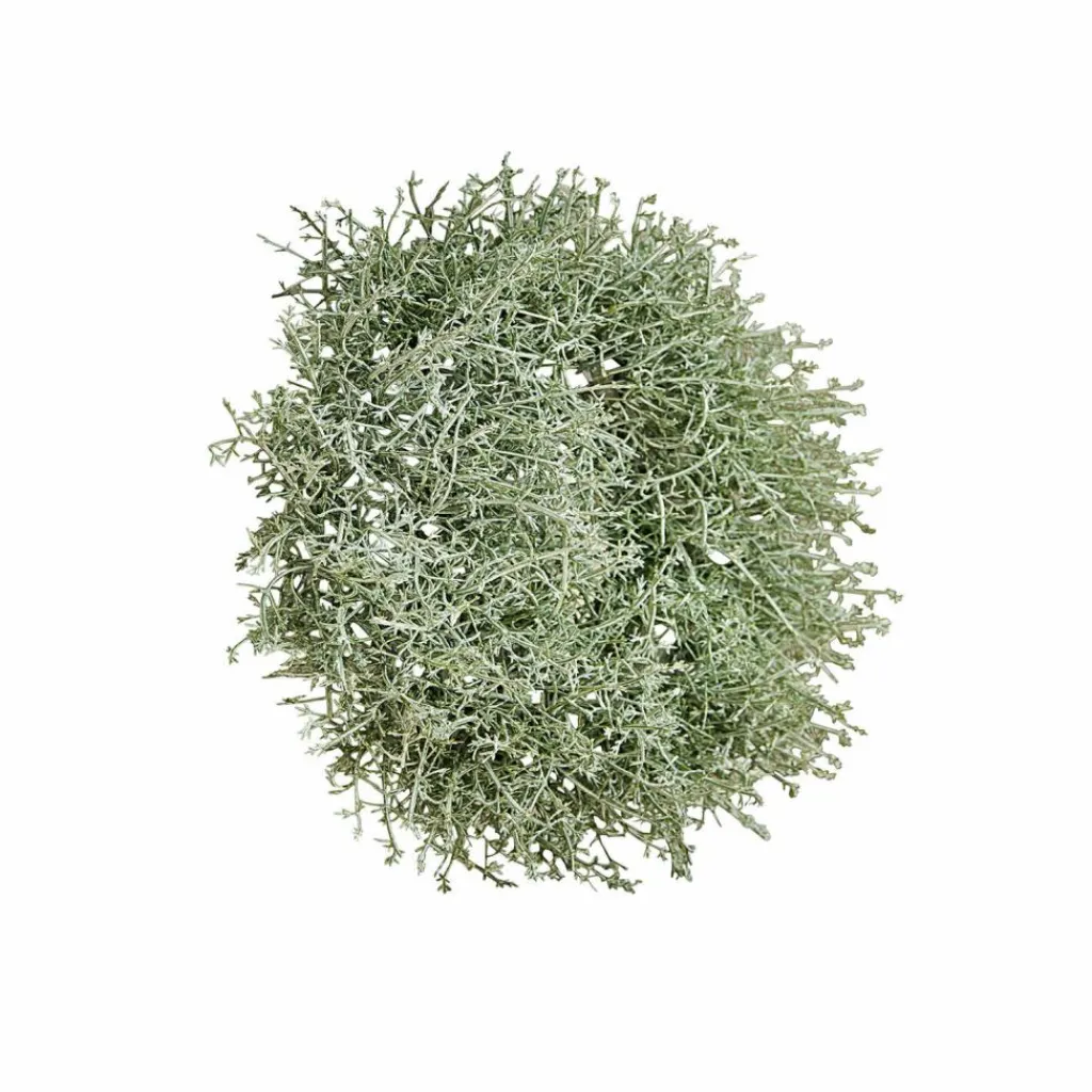LOBERON Couronnes|Objets Décoratifs*Couronne Senailly