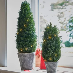 LOBERON Fleurs Séchées Et Artificielles|Décoration*Lot de 2 cyprès Anjette
