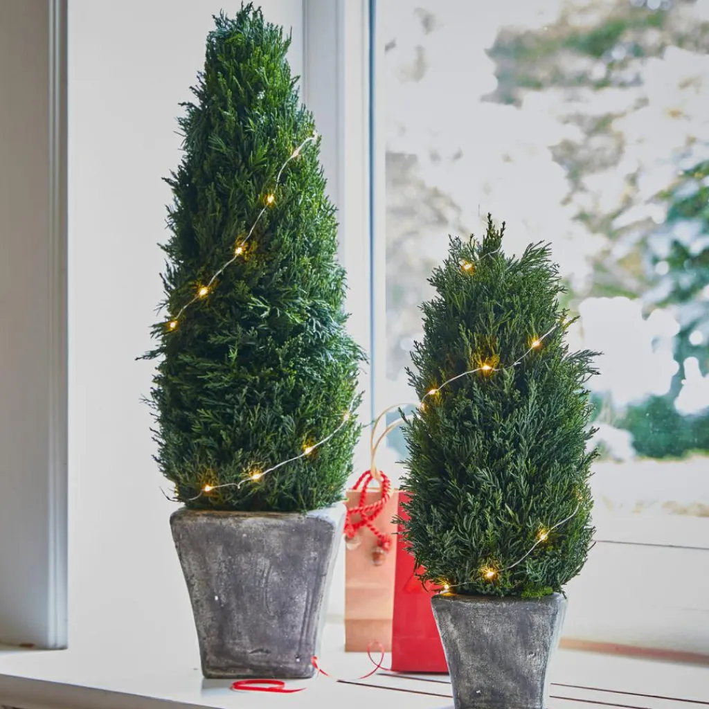 LOBERON Fleurs Séchées Et Artificielles|Décoration*Lot de 2 cyprès Anjette