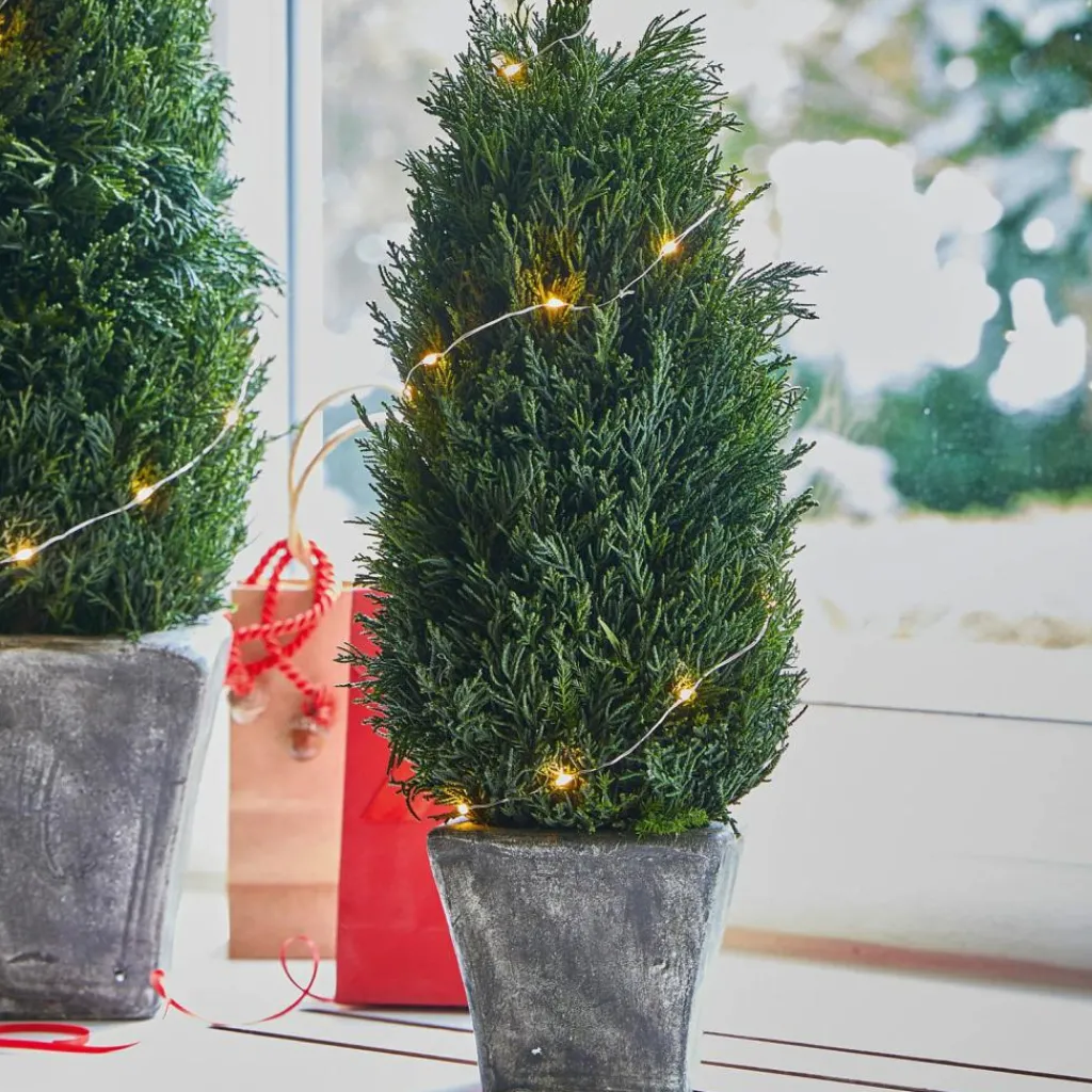 LOBERON Fleurs Séchées Et Artificielles|Décoration*Lot de 2 cyprès Anjette