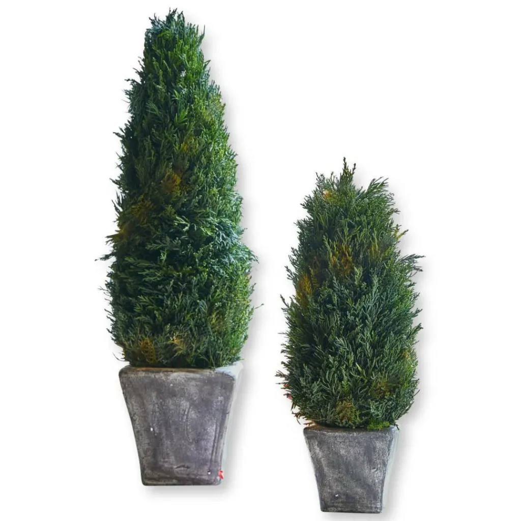 LOBERON Fleurs Séchées Et Artificielles|Décoration*Lot de 2 cyprès Anjette