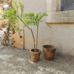 LOBERON Fleurs Séchées Et Artificielles*Plante en pot décorative 2d choix Avenelle